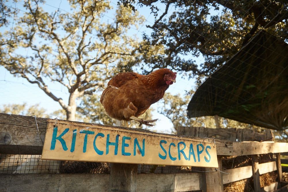 Permaculture Garden 101: Revolution Disguised as Gardening