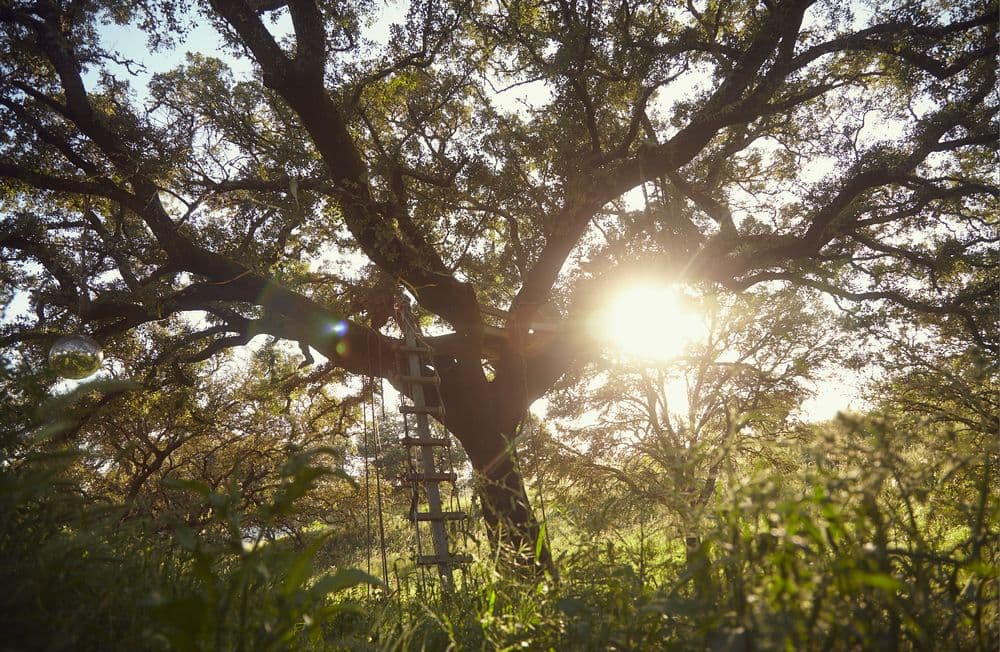 Agroforestry Systems: Europe’s Overlooked Climate Solution
