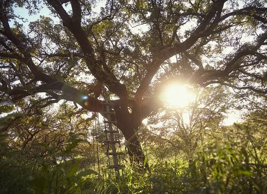 Agroforestry Systems: Europeâs Overlooked Climate Solution